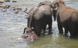 Elephant orphanage Elephant orphanage