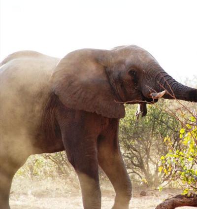Elephant Elephant