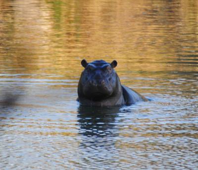 One of many hippopotami we saw One of many hippopotami we saw