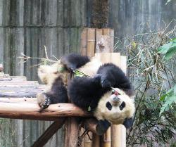 Panda in China Panda in China