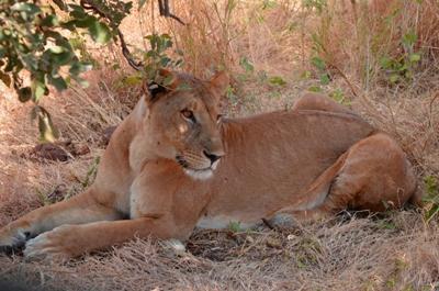 Wild life Wild life