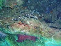 Banded cleaner shrimp Banded cleaner shrimp