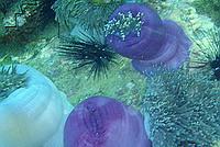 Sea anemones & anemonefish Sea anemones & anemonefish