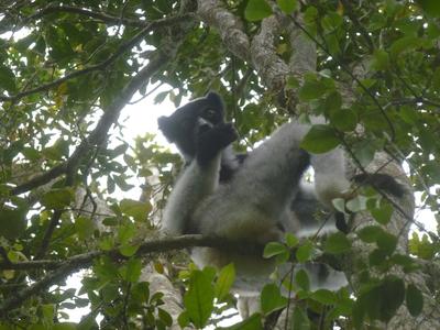 A lemur in a tree in Madagascar A lemur in a tree in Madagascar