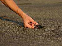 Me releasing a hatchling Me releasing a hatchling