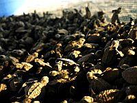 So many hatchlings So many hatchlings