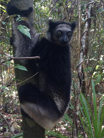 An indri spotted in a local wildlife reserve An indri spotted in a local wildlife reserve