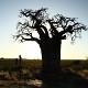 Johannes's Experience on the Conservation Project in South Africa and Botswana Former Volunteer Johannes C. shares their story from the Conservation & Environment project in South Africa