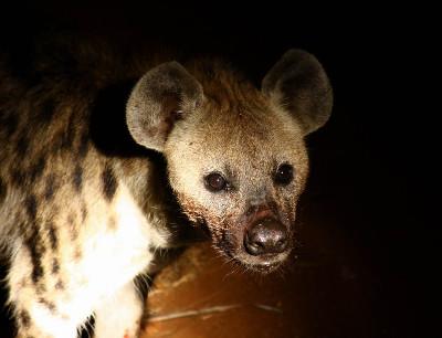 Wild dogs Wild dogs