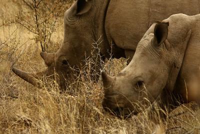 Wild rhinos Wild rhinos