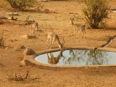 Volunteer with african wildlife Volunteer with african wildlife