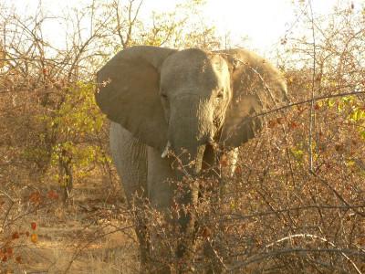 Volunteer with elephants Volunteer with elephants