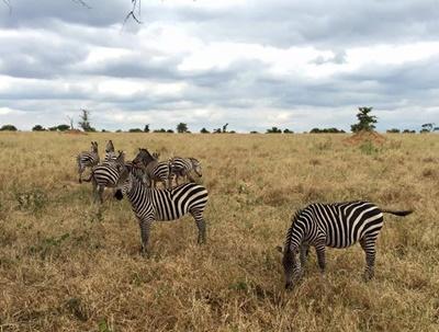 Wild zebras at tarangire national park Kate T.