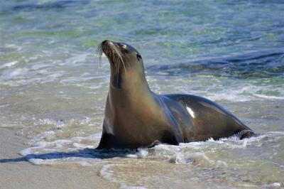 A sea lion on a beach in Ecuador A sea lion on a beach in Ecuador