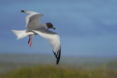 A swallow-tailed gull in the Galapagos A swallow-tailed gull in the Galapagos