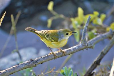 A yellow warbler in Ecuador A yellow warbler in Ecuador