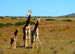 Giraffe in South Africa Giraffe in South Africa
