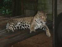 Jaguar Jaguar