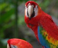 Scarlet Macaws Scarlet Macaws