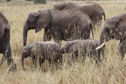 Elephants Elephants