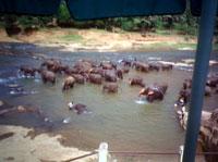Elephant Orpanage Elephant Orpanage