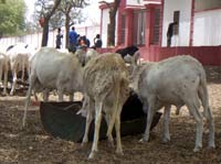 Goats in the street