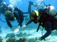 Conducting research whilst diving Conducting research whilst diving
