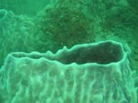 Underwater scenery Underwater scenery
