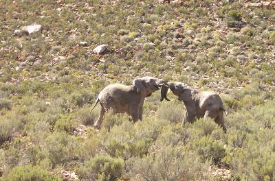 Elephants Elephants