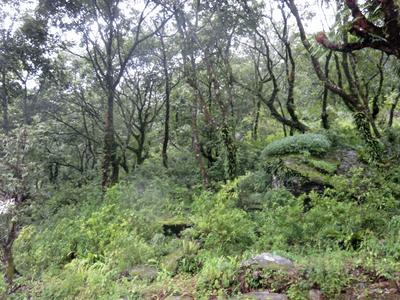 Dense vegetation at the Himalayan Mountain Conservation placement Dense vegetation at the Himalayan Mountain Conservation placement