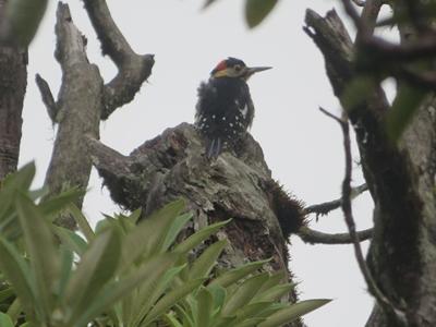 Volunteers spot a small bird in a tree Volunteers spot a small bird in a tree