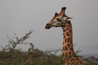 A giraffe at our Conservation placement in Kenya A giraffe at our Conservation placement in Kenya