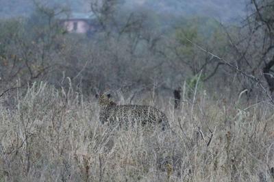 A leopard at Soysambu Conservancy A leopard at Soysambu Conservancy