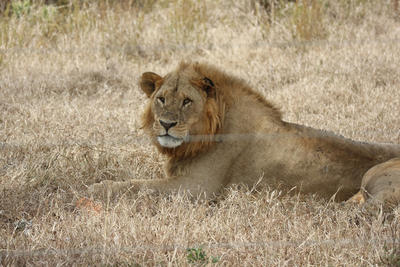A lion spotted by Conservation volunteers A lion spotted by Conservation volunteers