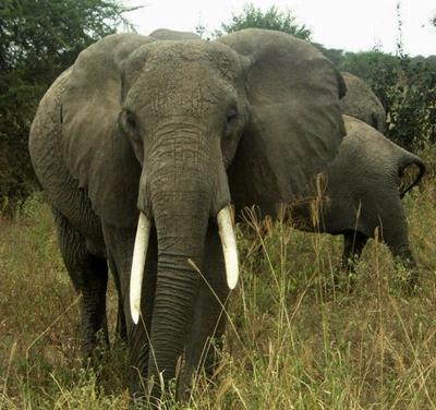 Safari in Tanzania
