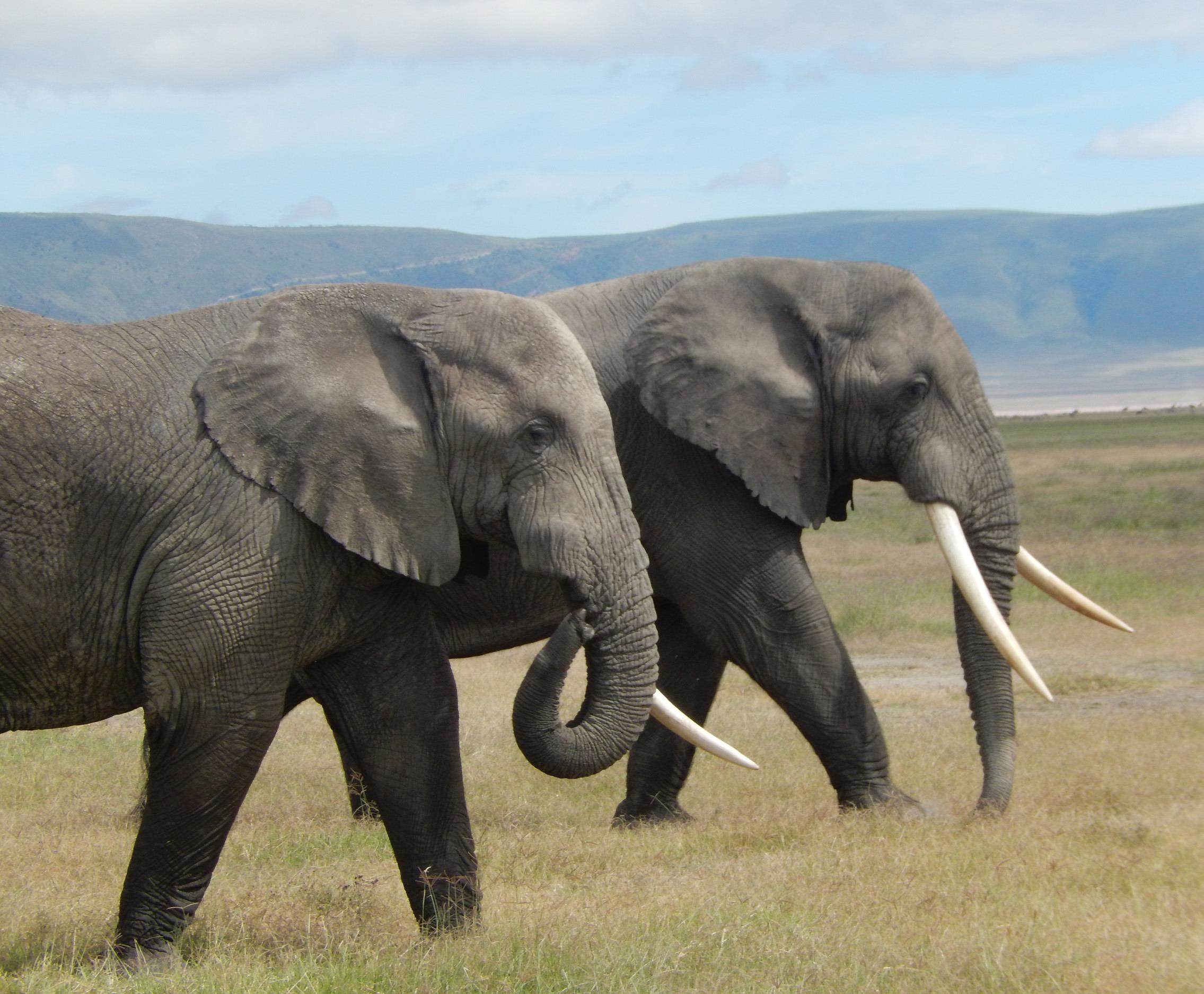 Wild elephants at a national park in Tanzania Natascha A.