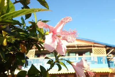 A hibiscus flower A hibiscus flower