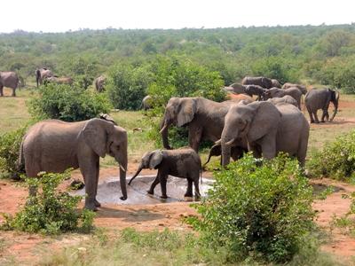 Elephants Elephants