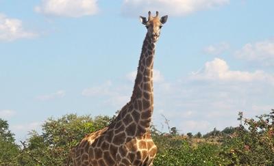 Giraffe Giraffe