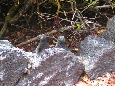 Iguanas Iguanas