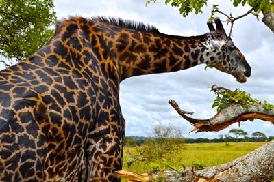 Safari Safari