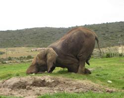 African elephant