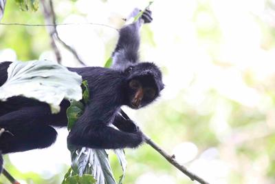 A monkey climbs a tree at Taricaya Ecological Reserve A monkey climbs a tree at Taricaya Ecological Reserve