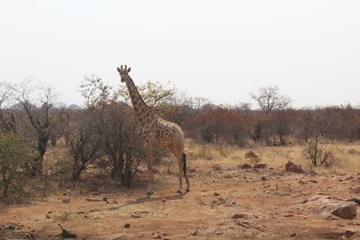 A giraffe spotted in Botswana A giraffe spotted in Botswana