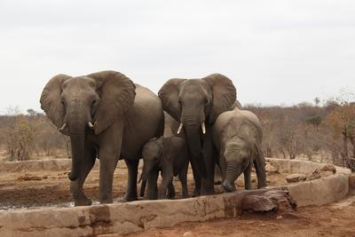 Elephants spotted in Botswana Elephants spotted in Botswana
