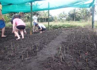 Working in Fiji Sophie B.