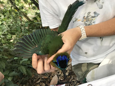 A volunteer holding a bird so it can be tagged A volunteer holding a bird so it can be tagged