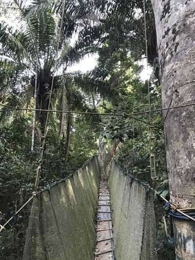 The canopy bridge in Taricaya Peru The canopy bridge in Taricaya Peru