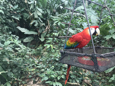 The wildlife in Taricaya Peru The wildlife in Taricaya Peru