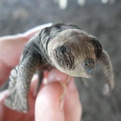 Stacy's volunteer review on the Veterinary Medicine Project in Mexico Volunteer Stacy B. shares her review from the Veterinary Medicine project in Mexico